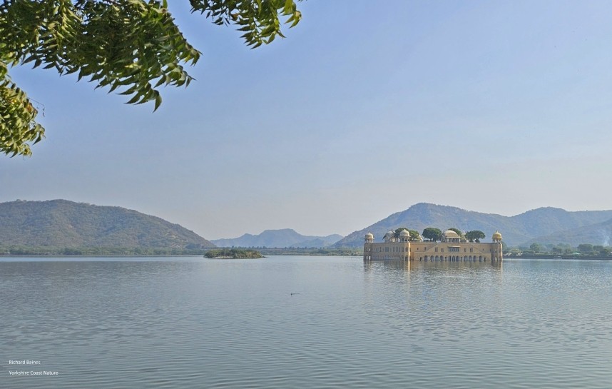  Jal Mahal the Water Palace - Jaipur 12 December 2024 © Richard Baines