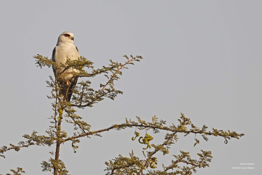  Black-shouldered Kite - Jhalana, Jaipur 12 Dec 2024 © Richard Baines