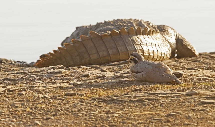  Great Thicknee - Ranthambore 13 Dec 2024 © Richard Baines