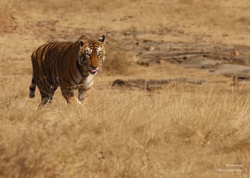  Bengal Tiger - (Arrowhead) Ranthambore 13 Dec 2024 © Richard Baines