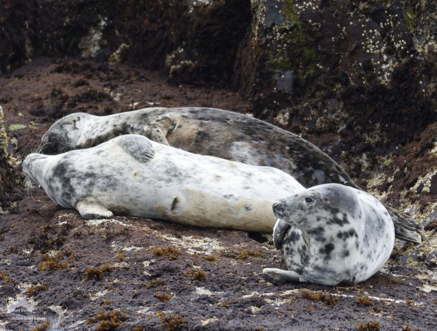  Atlantic Grey Seals on the Farne Islands © Richard Baines