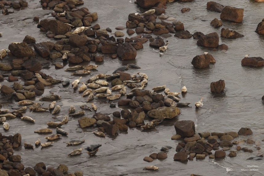  Atlantic Grey Seals hauled out at Ravenscar - 29 December 2024 © Richard Baines