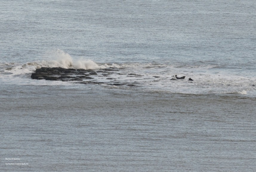  Atlantic Grey Seals Ravenscar - 29 December 2024 © Richard Baines