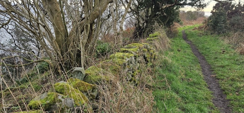  Birch, Hazel and Holly on the path to Hayburn Wyke © Richard Baines