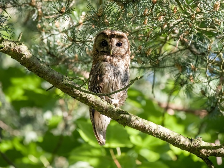  Tawny Owl juvenile - Top Hill Low Nature Reserve © Andrea Mapplebeck