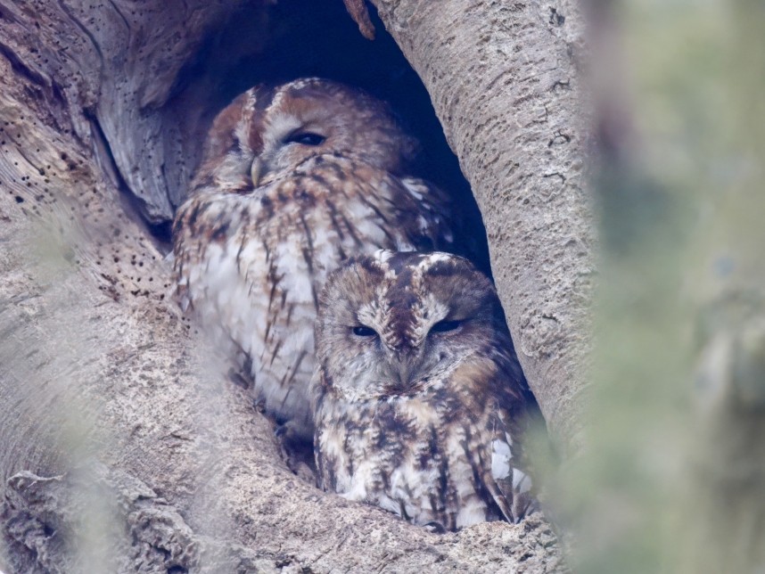  Tawny Owls - Driffield © Andrea Mapplebeck 