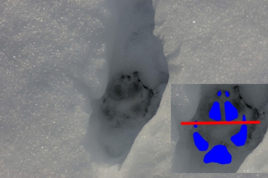 Red Fox track © Dan Lombard