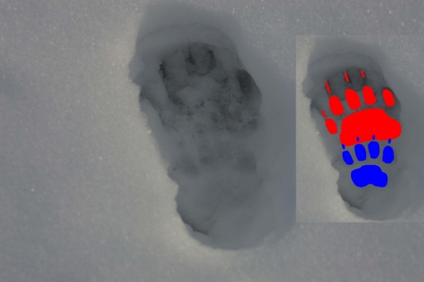 Badger track © Dan Lombard