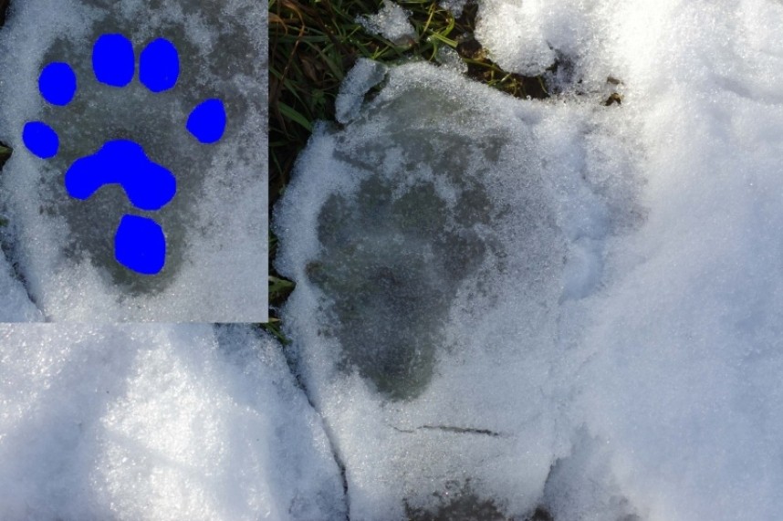 Otter track © Dan Lombard