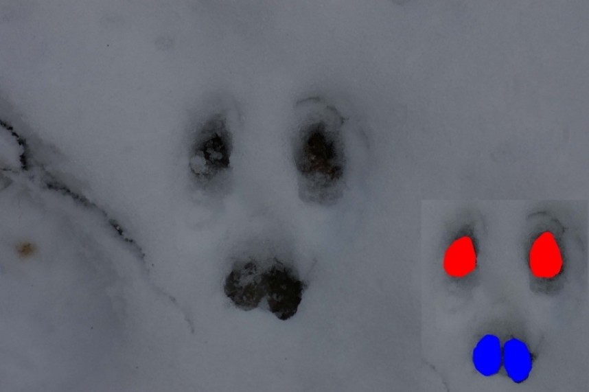 Squirrel track © Dan Lombard