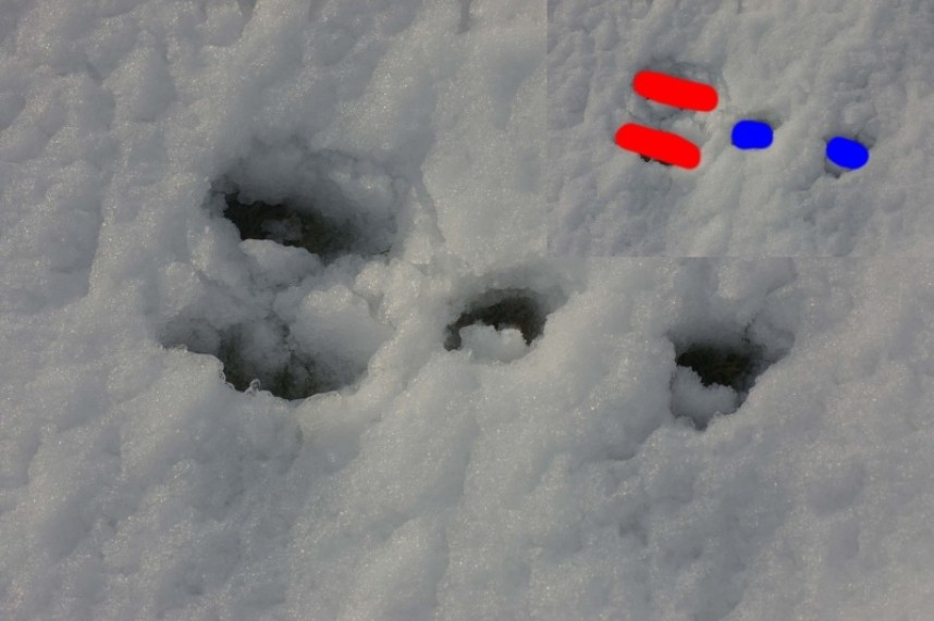 Rabbit track © Dan Lombard