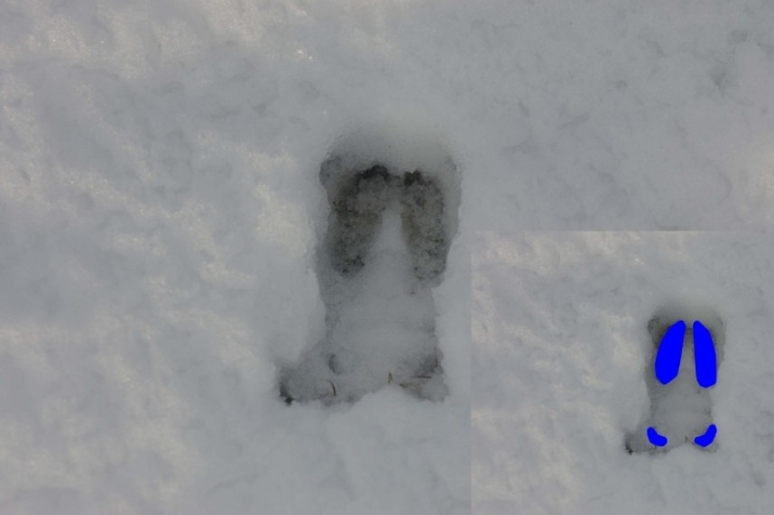 Roe Deer track © Dan Lombard