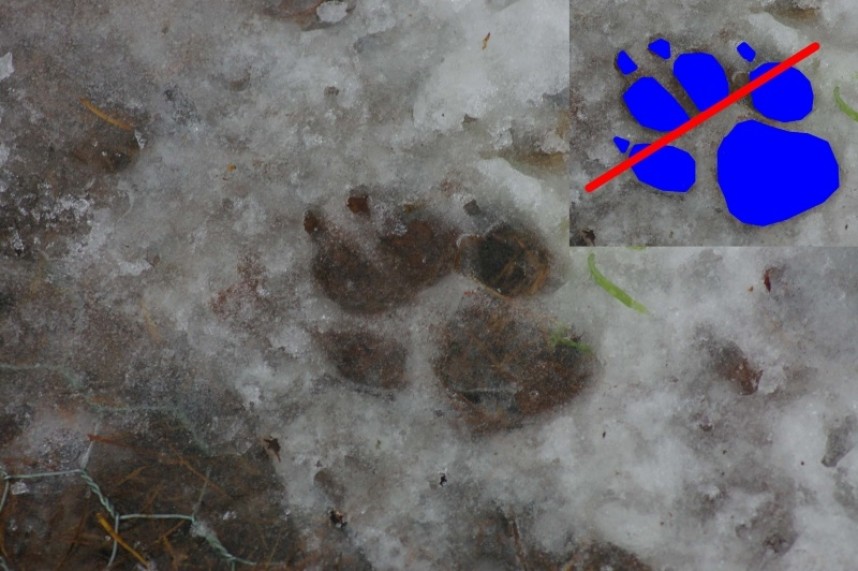 Dog track © Dan Lombard