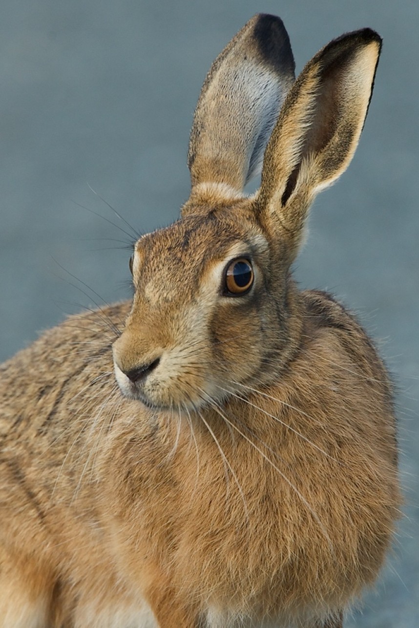 Brown Hare © Steve Race