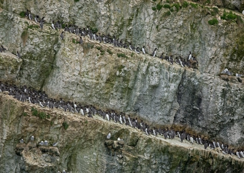 Guillemots - Steve Race ©