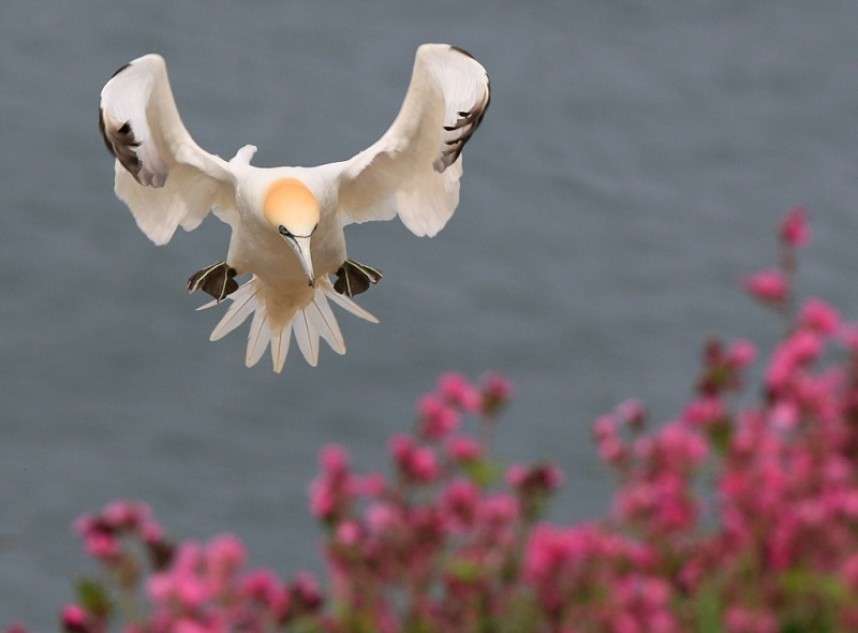 Gannet - Steve Race ©