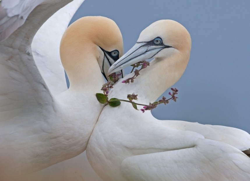  Gannets - Steve Race ©