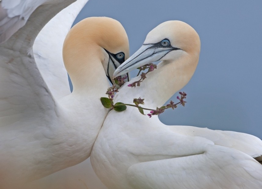 Gannets - Steve Race ©