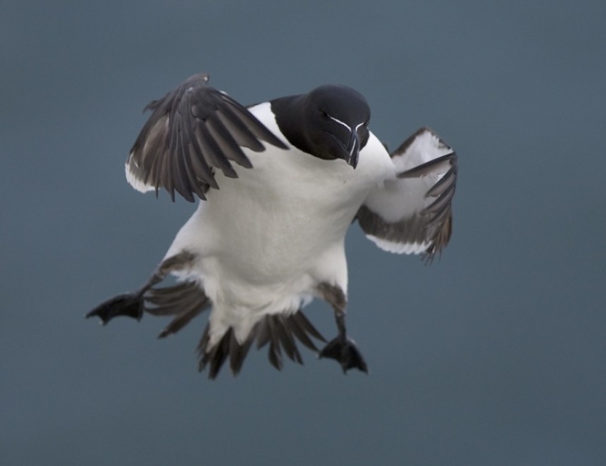 Razorbill - Steve Race ©