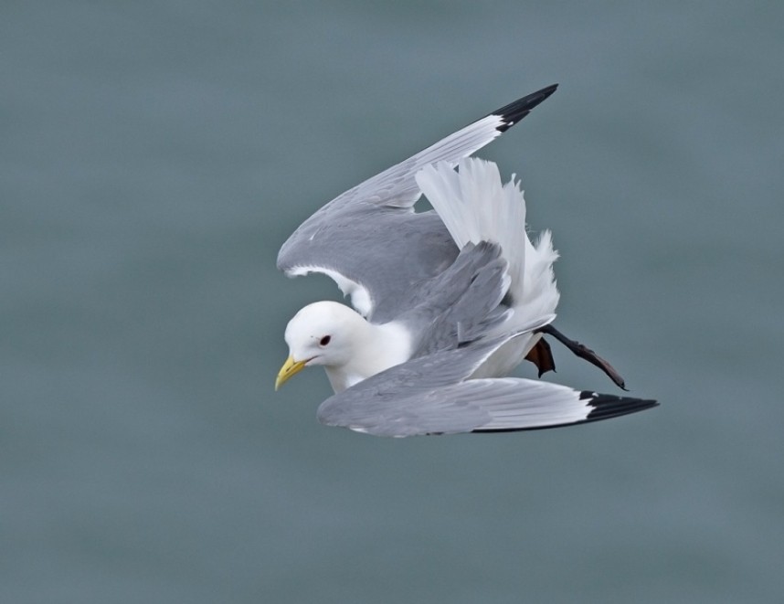 Kittiwake - Steve Race ©