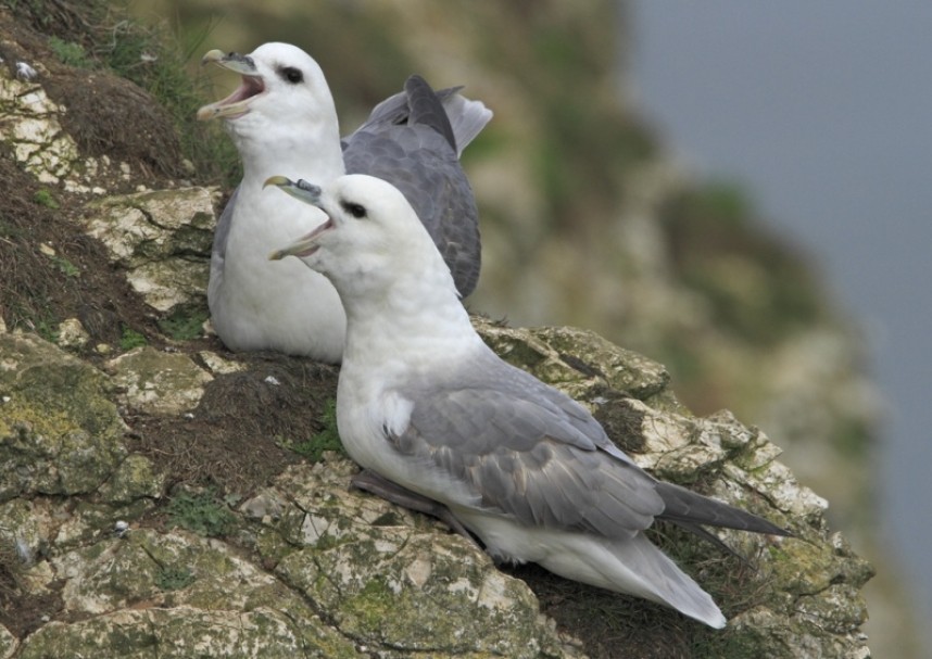  Fulmars - Steve Race ©