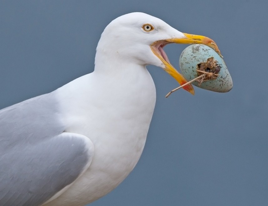 Herring Gull - Steve Race ©