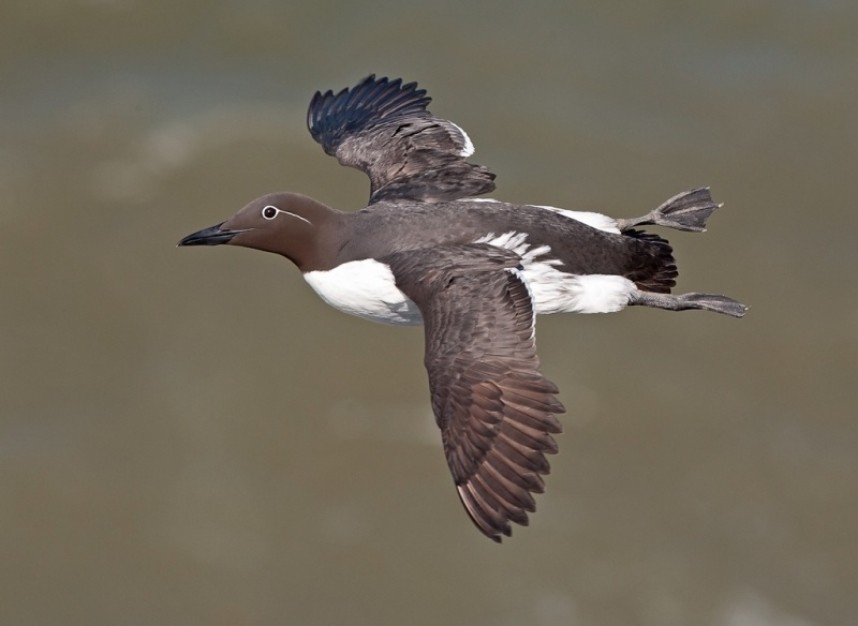 Bridled Guillemot - Steve Race ©