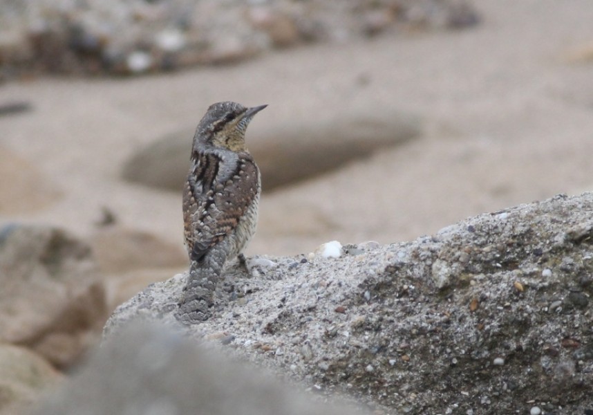  Candidate for bird(s) of the weekend - Wrynecks.....
