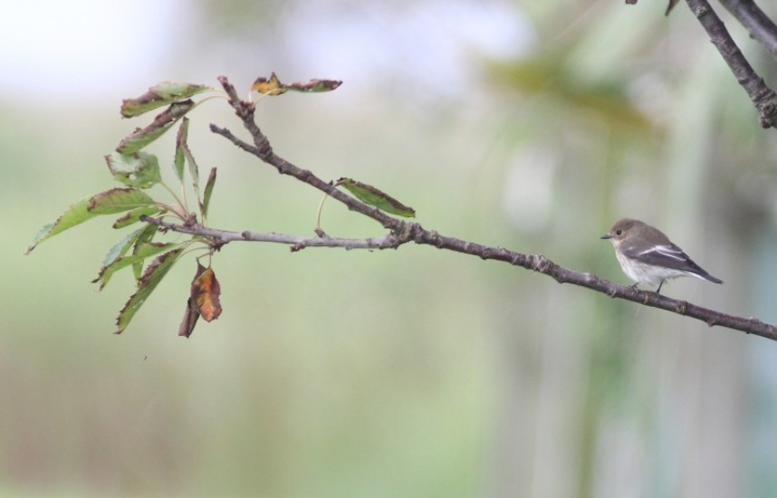  A Pied Flycatcher outside our marquee