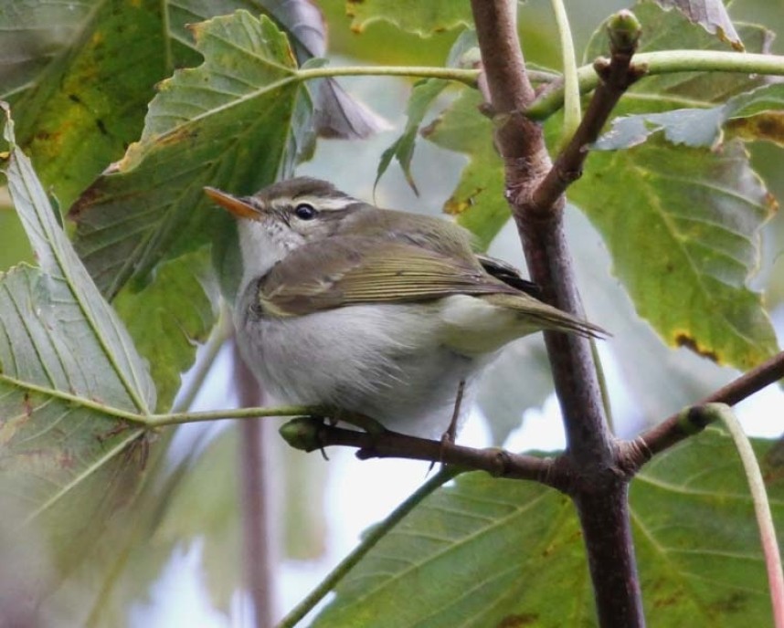  Eastern Crowned Warbler at Brotton © Dave Bywater