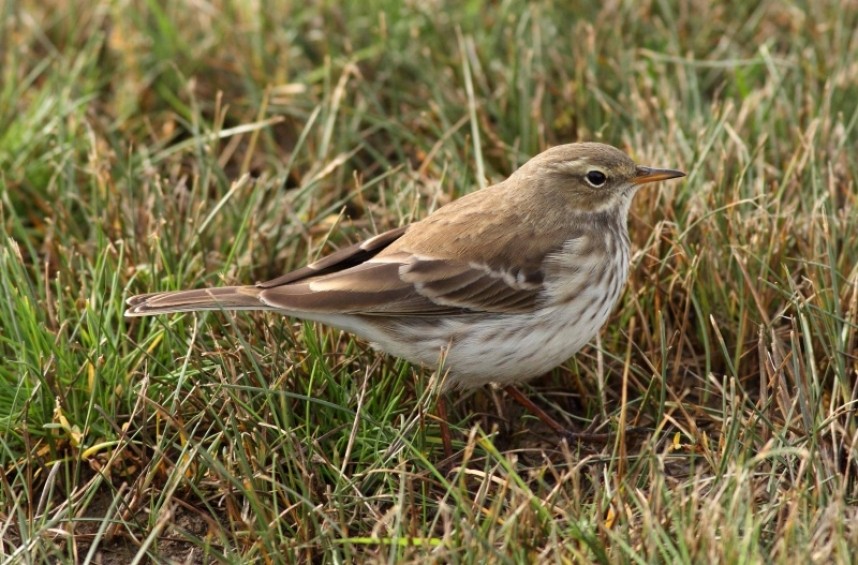  Water Pipit at Spurn © Ian Smith