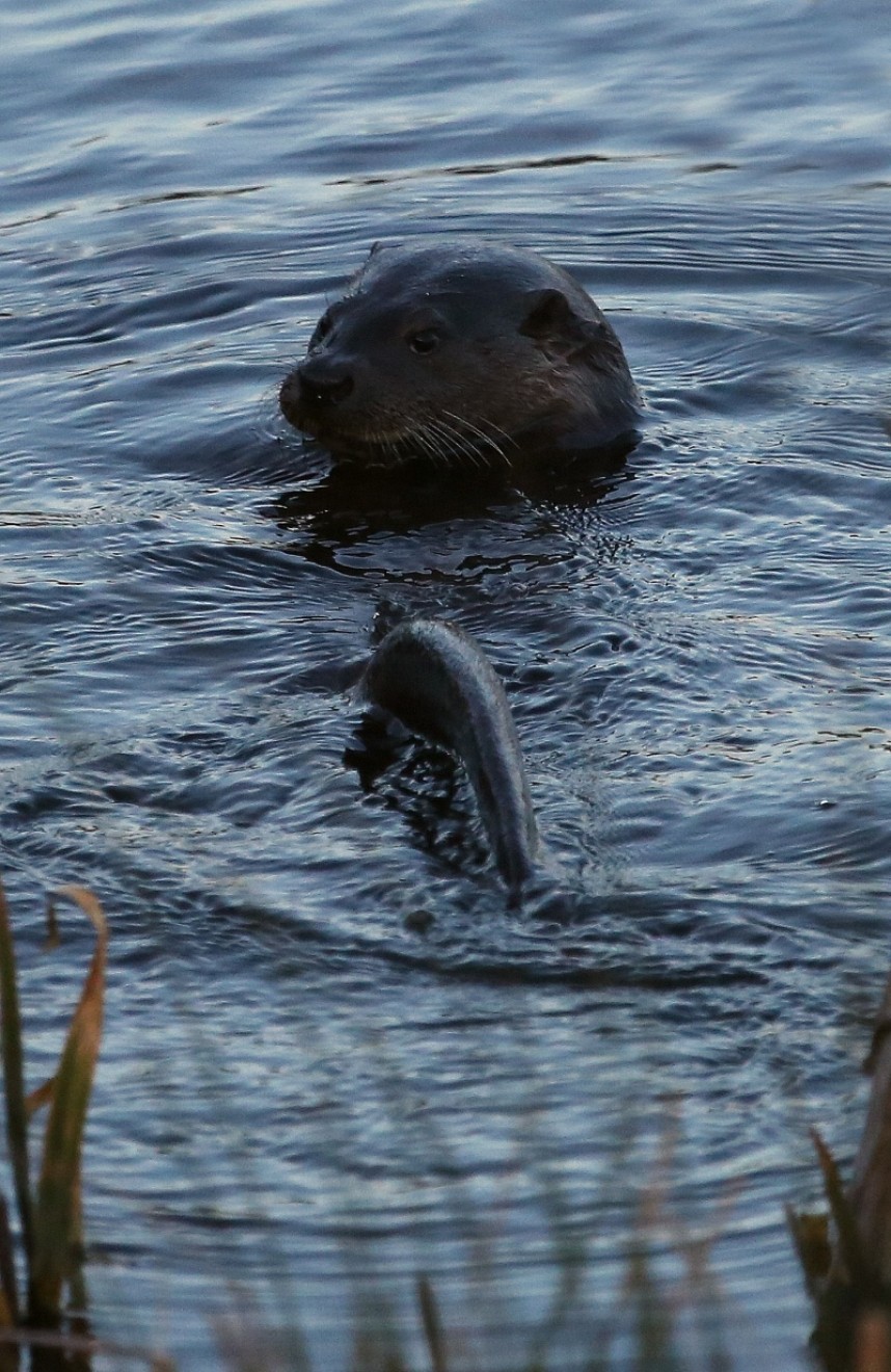  Otter in a Yorkshire River © Dan Lombard 