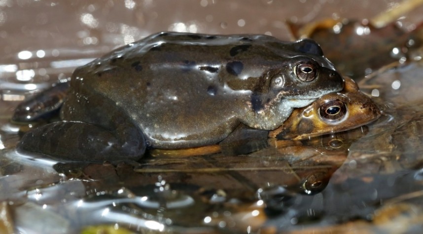  Common Frogs © Dan Lombard 
