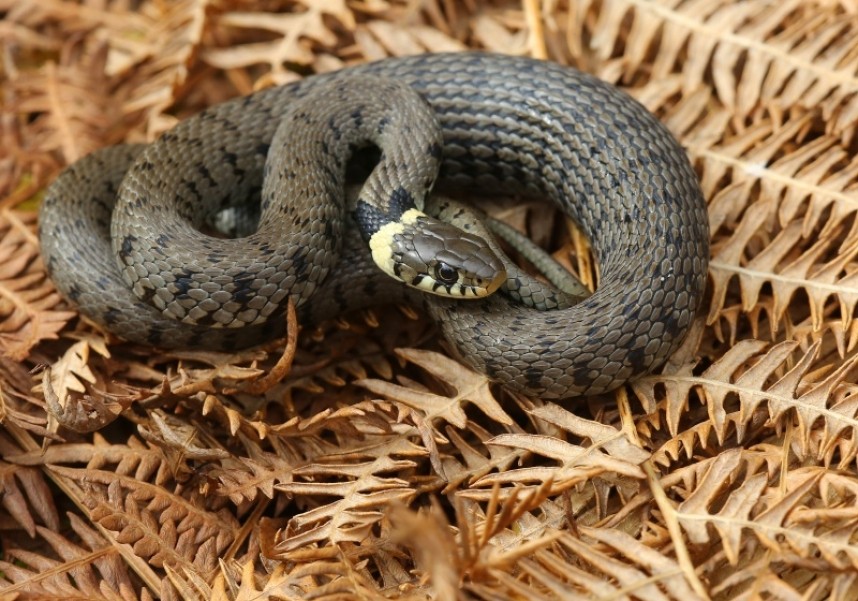  Grass Snake © Dan Lombard 