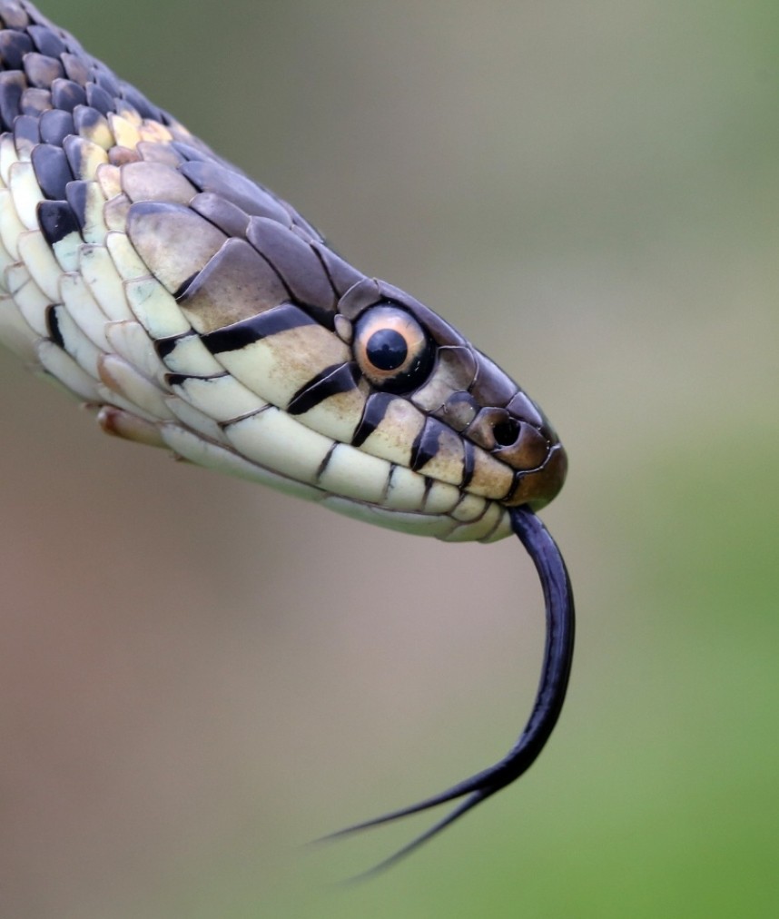  Grass Snake © Dan Lombard 