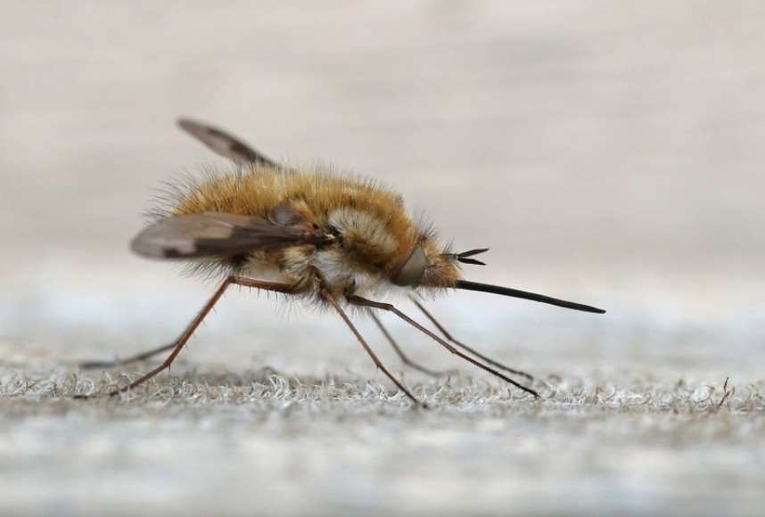  Bee Fly © Dan Lombard 