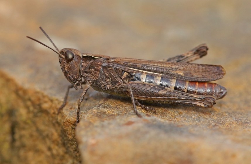  Field Grasshopper © Dan Lombard 