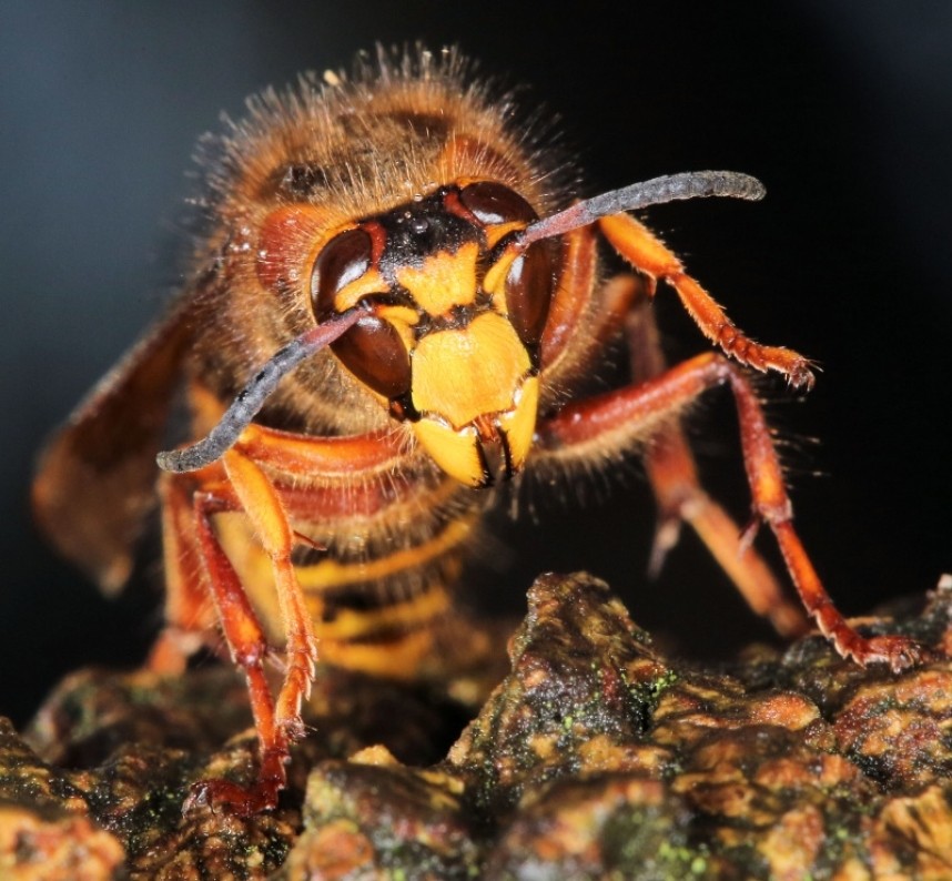  Median Wasp © Dan Lombard 