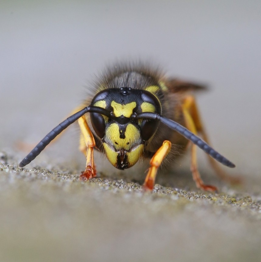  German Wasp © Dan Lombard 