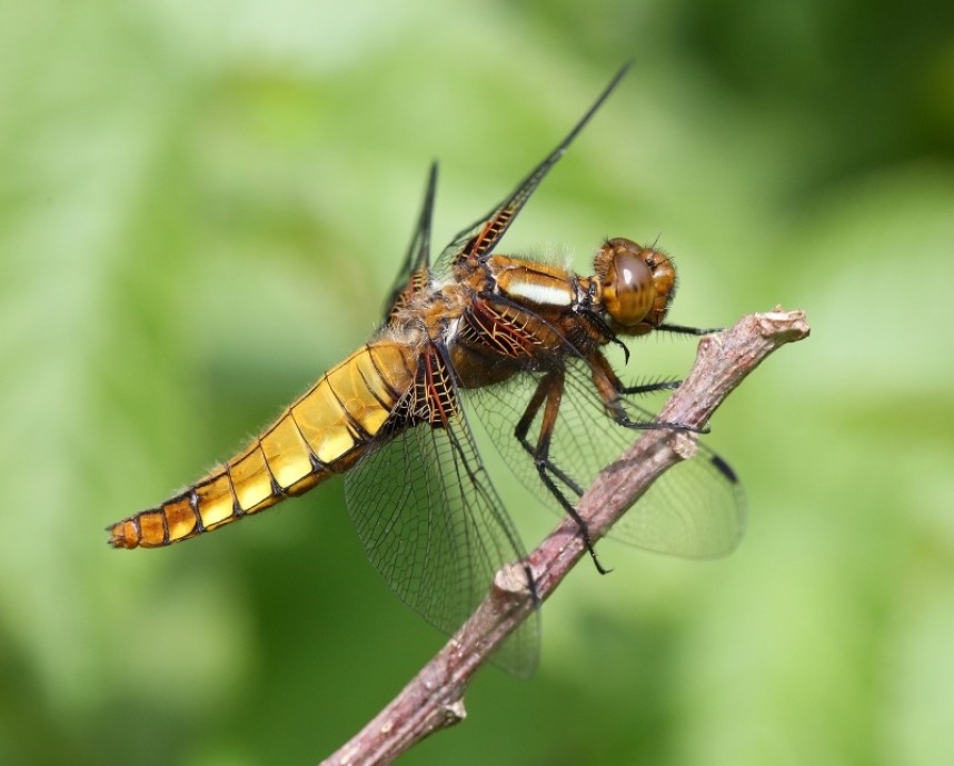 Female Broad-bodied Chaser © Dan Lombard