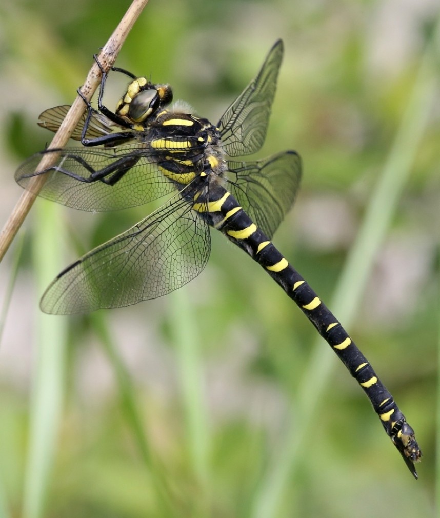  Golden-ringed Dragonfly © Dan Lombard
