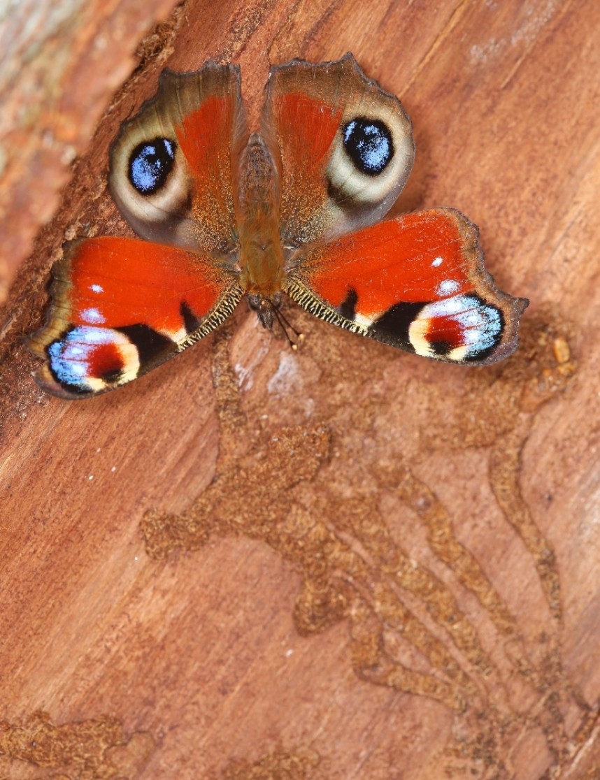  Peacock butterfly © Dan Lombard