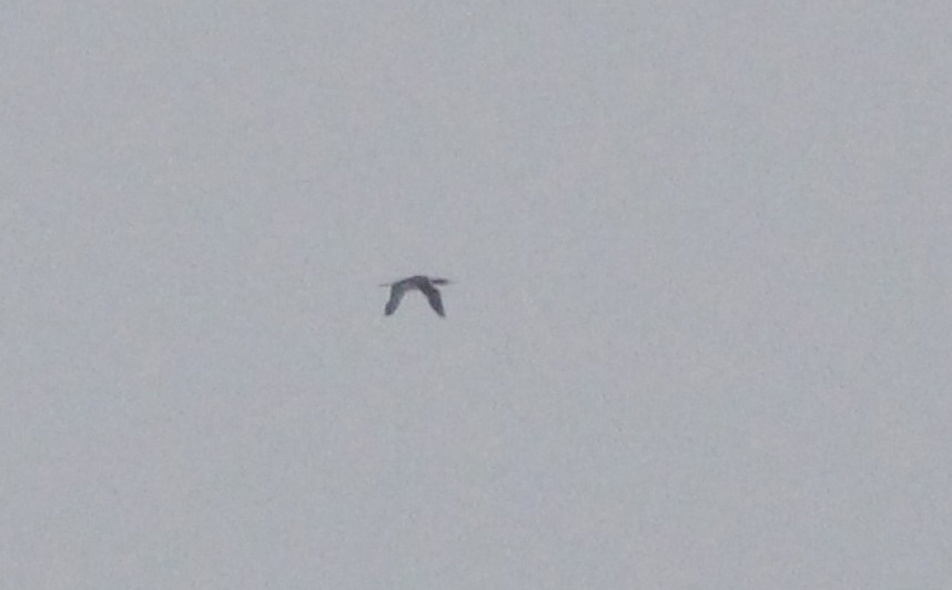 White-billed Diver © Mark James Pearson