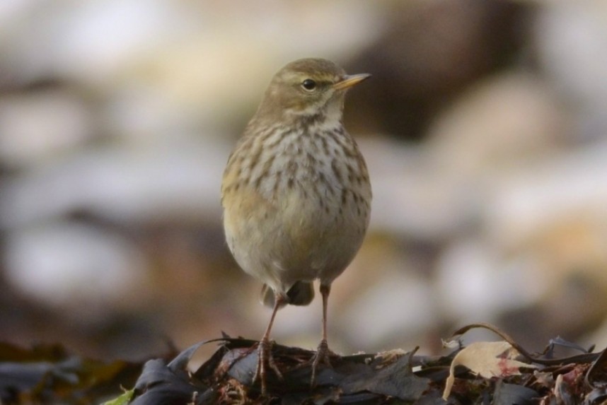 Water Pipit © Andy Hood
