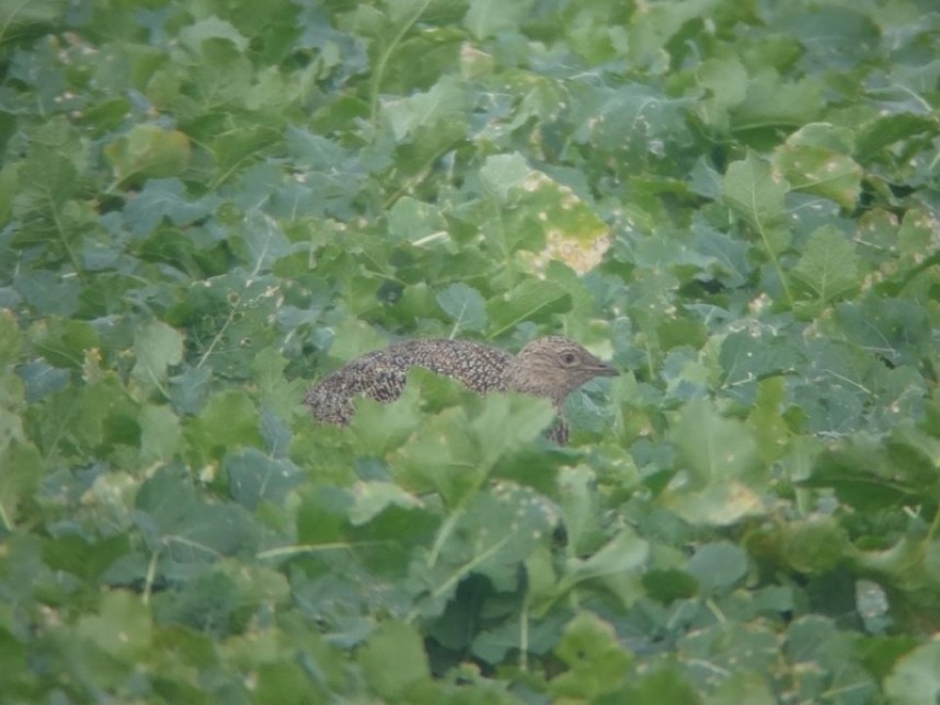 Little Bustard © Andy Hood