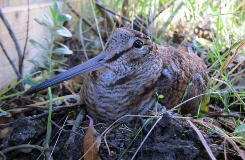 Woodcock © Richard Baines