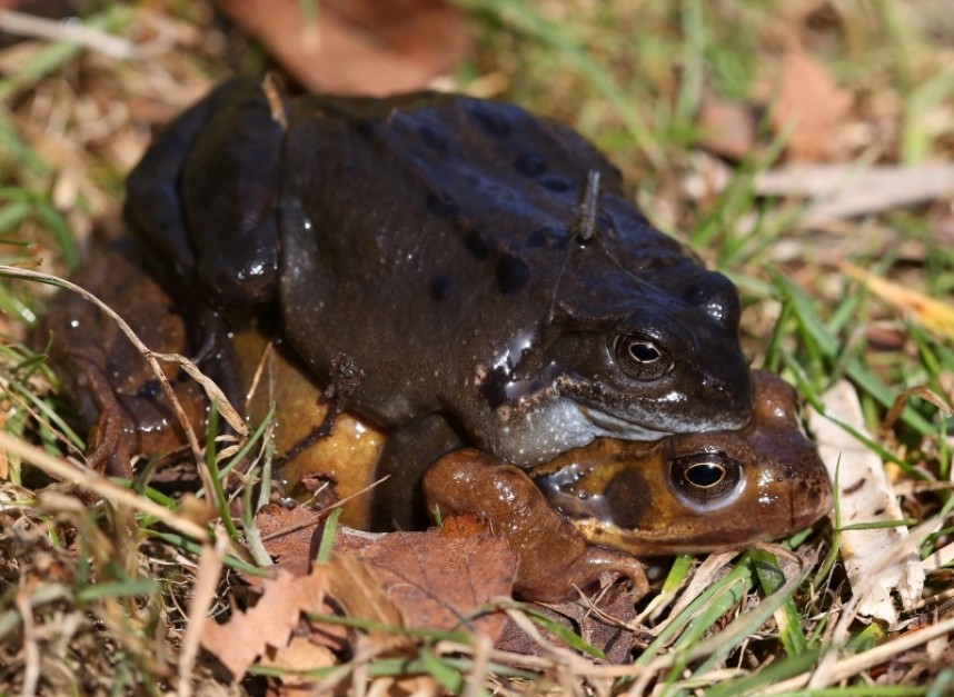 Common Frogs © Dan Lombard