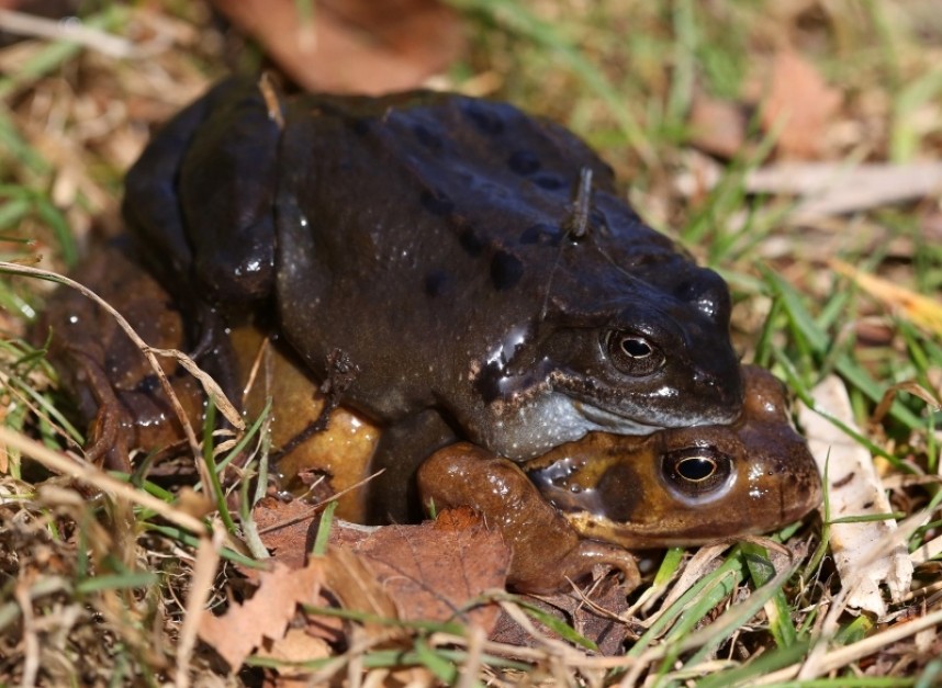  Common Frogs © Dan Lombard