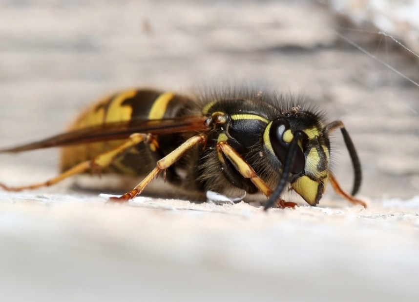 Common Wasp (queen) © Dan Lombard