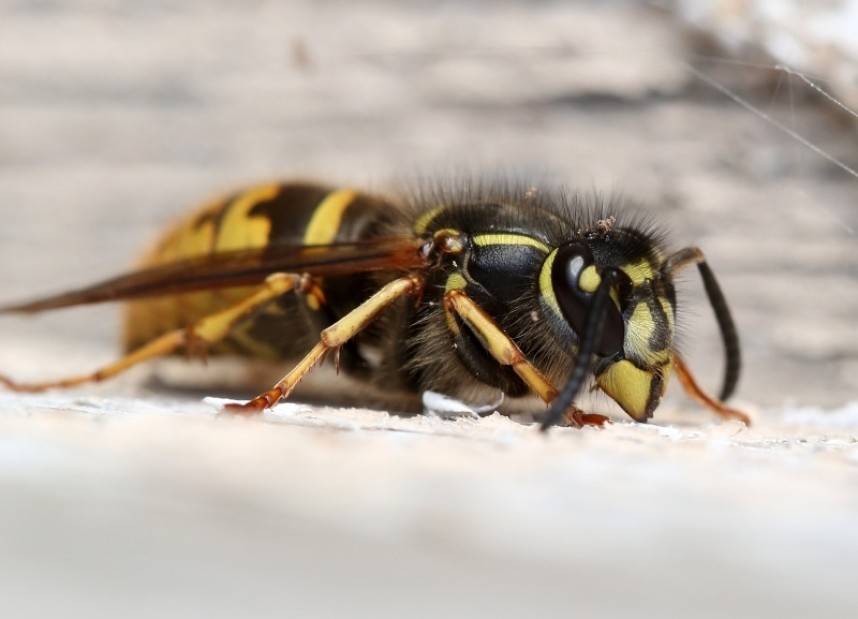  Common Wasp (queen) © Dan Lombard